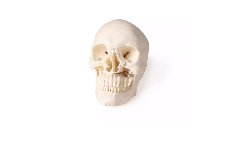 Schädelmodell für Zahnmedizin und Kieferchirurgie, 5 - teilig – spezialisiertes Lehrmodell für zahnmedizinische Ausbildung - Erler - Zimmer